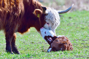 Kuh mit frisch geborenen Kalb