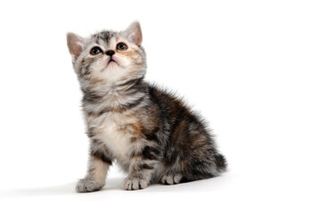 a striped purebred kitten sits on a white background