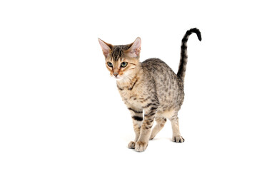 A purebred smooth-haired cat stands on a white background