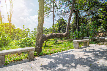 A tree chair with a crooked neck in the forest park rest area
