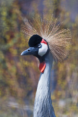 Calm gaze of arrogant beauty Black crowned crane with golden crown, head and neck
