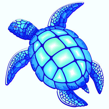 Sea Turtle Blue and Turquoise isolated on white Vector Illustration