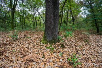 Autunno nel parco del Ticino