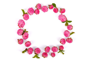 pink ornamental almond flowers lie in a circle on a white isolated background