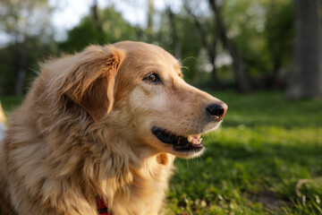 Portrait of an old golden retriever female dog.