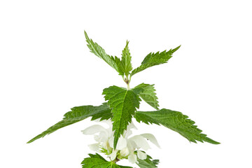 White nettle or white dead-nettle, deadnettle (Lamium album) plant isolated on a white background.