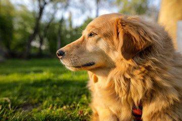 Portrait of an old golden retriever female dog.