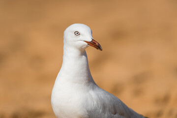 Portrait of the white seagull bird on the beach