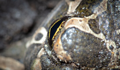 Close-up of a toad's eye.