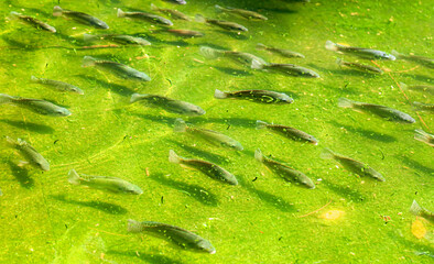 A fish swims in green water.