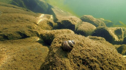 Viviparus viviparus freshwater snail on stone at lake bottom