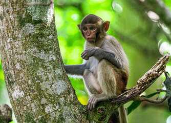 Little monkey on a tree in the park