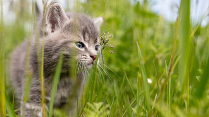 Portrait of a little kitten in green grass
