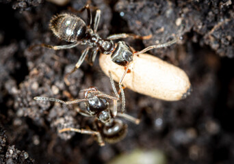 White ant eggs in nature.