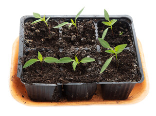 Bell pepper seedlings on a white background.