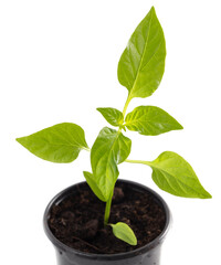 Bell pepper seedlings on a white background.