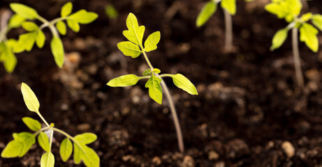 Tomato seedling in the ground in the garden.