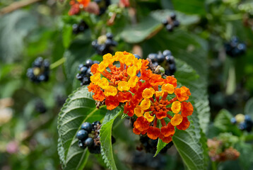 Lantana