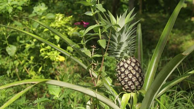 The pineapple is a plant species of the bromeliad family. It is originally native to America and is now cultivated as a fruit plant in tropical areas worldwide. Day. Handheld camera.