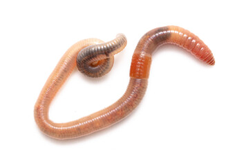 Earthworm on a white background.