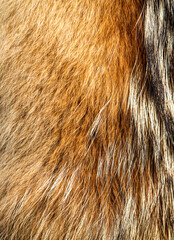 Animal fur as an abstract background.