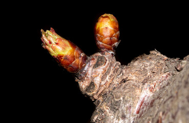 Buds on a branch of cherry blossoms in spring on a black background.