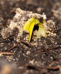 Small leaves of a cucumber emerging from the soil.