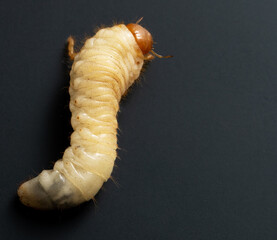 Beetle larva on a black background.