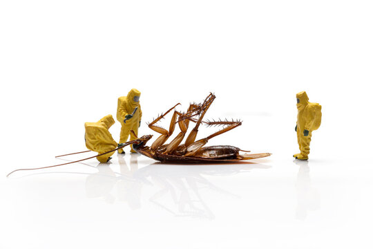 Miniature people with dead cockroach isolated on a white background.