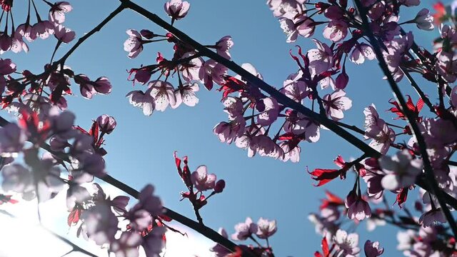 Slow motion of cherry tree blossoms. Spring season in Kaunas, Lithuania