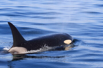 Fototapeta premium 知床の海に回遊する野生のシャチ（北海道羅臼沖）