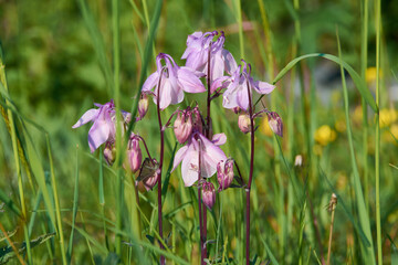 Gemeine Akelei oder Gewöhnliche Akelei (Aquilegia vulgaris)