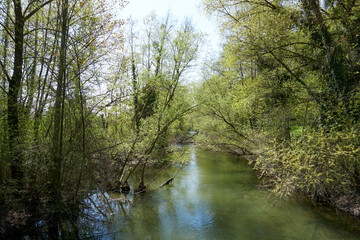 Obraz premium small river tributary of the rhine with crystal clear water in sunshine under a blue sky