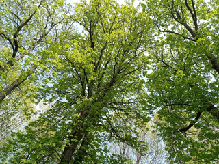 Photo of trees in spring, late April.