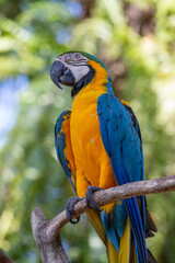 Face of blue and yellow macaw parrot bird in nature