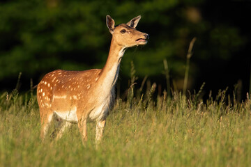 Fallow deer hind calling on green meadow in summer sunlight