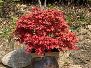 Naklejka premium tree in the garden