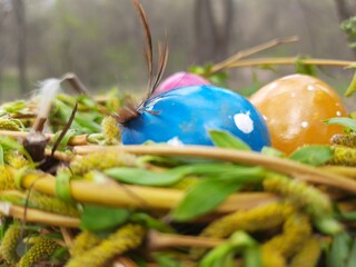 easter eggs in a nest, easter, egg, green, nature, spring, flower, plant, grass, holiday, colorful, color, yellow, leaf, eggs, closeup, blue