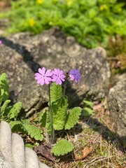 flowers in the garden