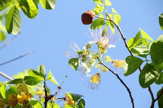 Flowesr of crateva blooming on branch with green leaves and light blue lky background, Thailand.