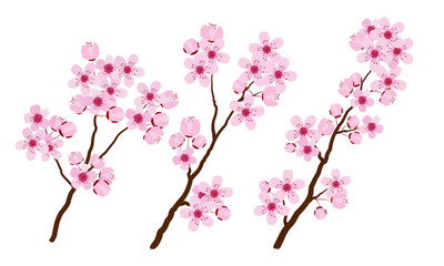 Pink cherry blossom isolated on white, vector illustration