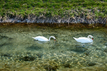 two swans swimming in a crystal clear river