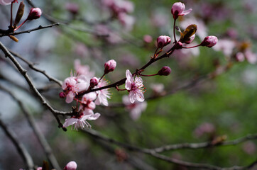 pink cherry blossom