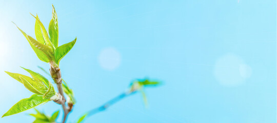 Sakura background with flower blossom and April floral nature on blue. Beautiful scene with blooming tree. Easter Sunny day. Orchard abstract blurred background. Springtime.