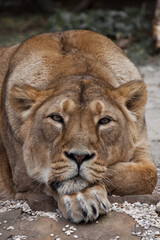 Obraz na płótnie Canvas Lioness calmly and confidently looks forward with her head on her paws, close-up