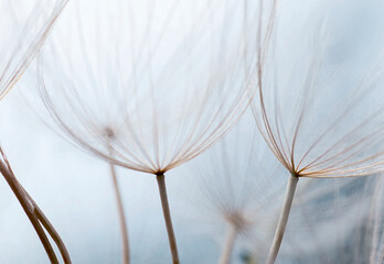Dream like macro image of dandelion seed heads with detailed lace-like patterns and soft focus filter effect.

