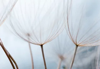  Dream like macro image of dandelion seed heads with detailed lace-like patterns and soft focus filter effect.   © Philip