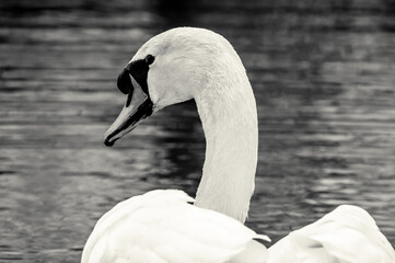 biały łabędź na czarnym tle © Henryk Niestrój