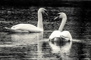 biały łabędź na czarnym tle © Henryk Niestrój