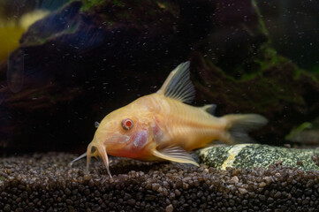 kirysek albinos (Corydoras Aeneus)  rybka akwariowa - obrazy, fototapety, plakaty